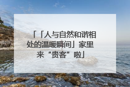 「人与自然和谐相处的温暖瞬间」家里来“贵客”啦