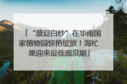 “盛夏白纱”在华南国家植物园惊艳绽放！海杧果迎来最佳观赏期