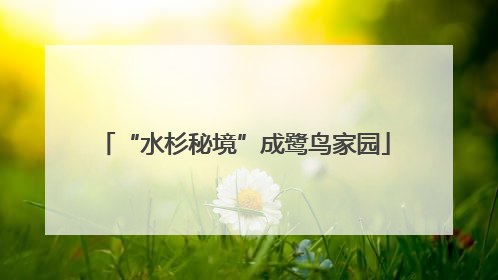 “水杉秘境”成鹭鸟家园