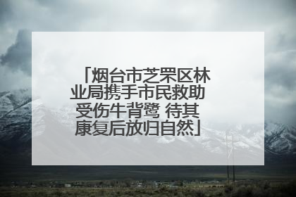 烟台市芝罘区林业局携手市民救助受伤牛背鹭 待其康复后放归自然
