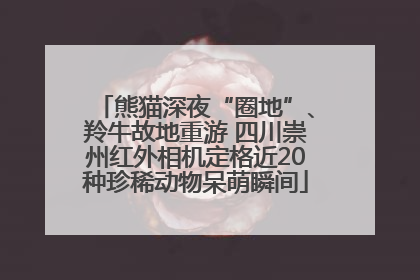 熊猫深夜“圈地”、羚牛故地重游 四川崇州红外相机定格近20种珍稀动物呆萌瞬间