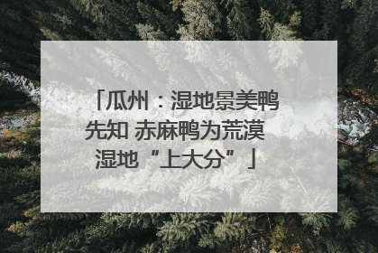 瓜州：湿地景美鸭先知 赤麻鸭为荒漠湿地“上大分”