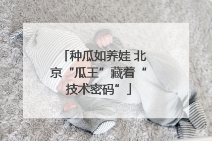 种瓜如养娃 北京“瓜王”藏着“技术密码”