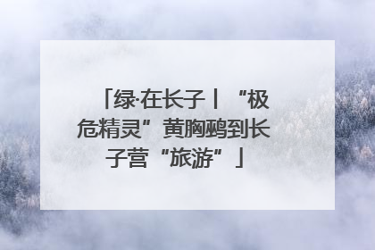 绿·在长子丨“极危精灵”黄胸鹀到长子营“旅游”