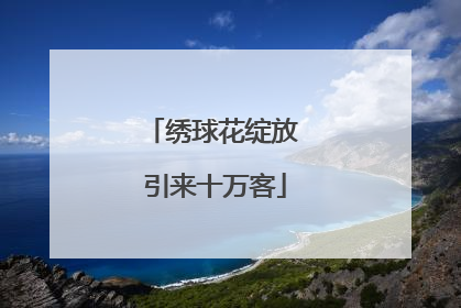 绣球花绽放 引来十万客