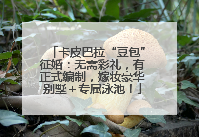 卡皮巴拉“豆包”征婚：无需彩礼，有正式编制，嫁妆豪华别墅＋专属泳池！