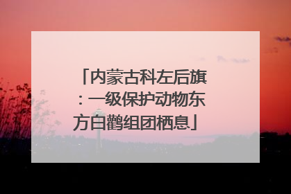 内蒙古科左后旗：一级保护动物东方白鹳组团栖息