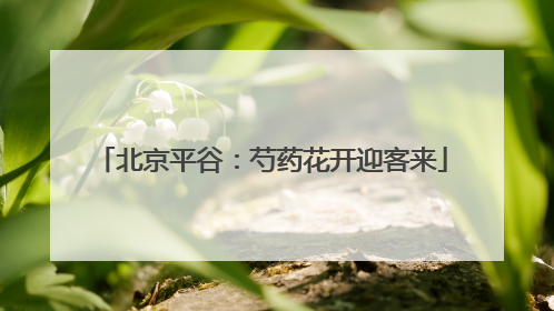 北京平谷：芍药花开迎客来