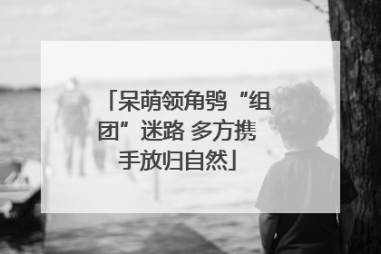 呆萌领角鸮“组团”迷路 多方携手放归自然
