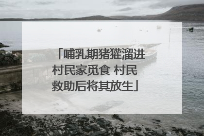 哺乳期猪獾溜进村民家觅食 村民救助后将其放生