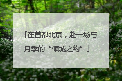 在首都北京，赴一场与月季的“倾城之约”