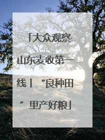 大众观察·山东麦收第一线丨“良种田”里产好粮