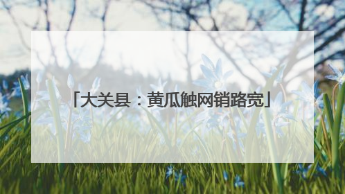 大关县：黄瓜触网销路宽