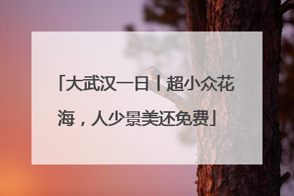 大武汉一日丨超小众花海，人少景美还免费