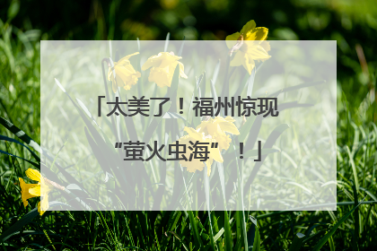 太美了！福州惊现“萤火虫海”！