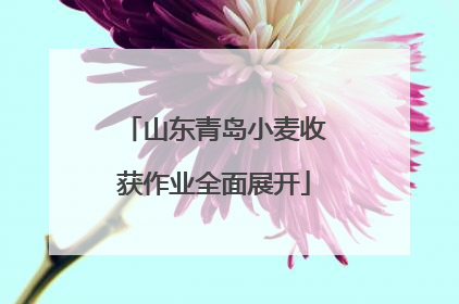 山东青岛小麦收获作业全面展开