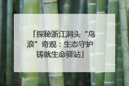 探秘浙江洞头“鸟浪”奇观：生态守护铸就生命驿站