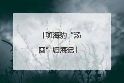 斑海豹“汤圆”归海记