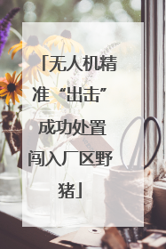无人机精准“出击” 成功处置闯入厂区野猪