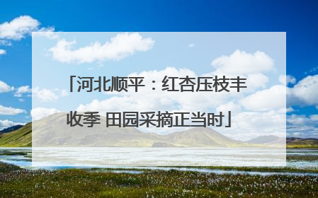 河北顺平：红杏压枝丰收季 田园采摘正当时