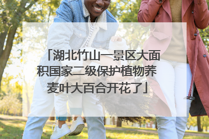 湖北竹山一景区大面积国家二级保护植物荞麦叶大百合开花了