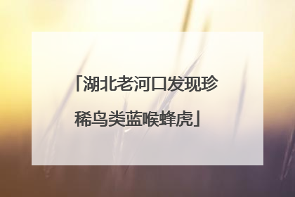 湖北老河口发现珍稀鸟类蓝喉蜂虎