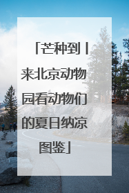 芒种到丨来北京动物园看动物们的夏日纳凉图鉴