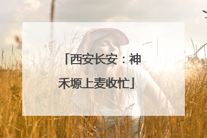 西安长安：神禾塬上麦收忙