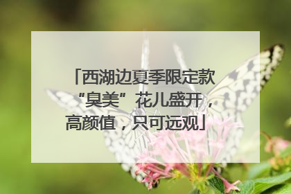 西湖边夏季限定款“臭美”花儿盛开，高颜值，只可远观