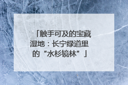 触手可及的宝藏湿地：长宁绿道里的“水杉镜林”