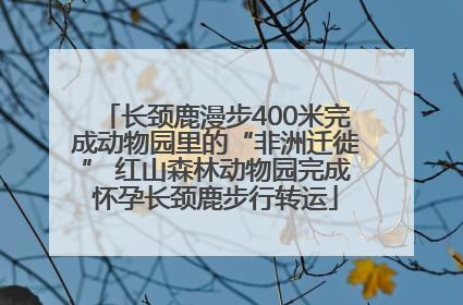 长颈鹿漫步400米完成动物园里的“非洲迁徙” 红山森林动物园完成怀孕长颈鹿步行转运