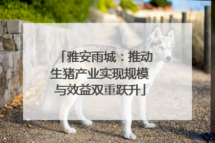 雅安雨城：推动生猪产业实现规模与效益双重跃升