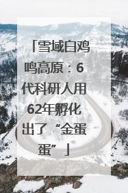 雪域白鸡鸣高原：6代科研人用62年孵化出了“金蛋蛋”