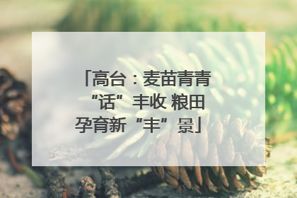 高台：麦苗青青“话”丰收 粮田孕育新“丰”景