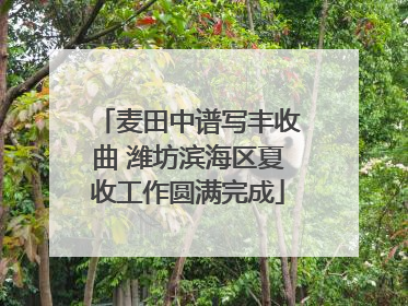 麦田中谱写丰收曲 潍坊滨海区夏收工作圆满完成