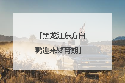 黑龙江东方白鹳迎来繁育期